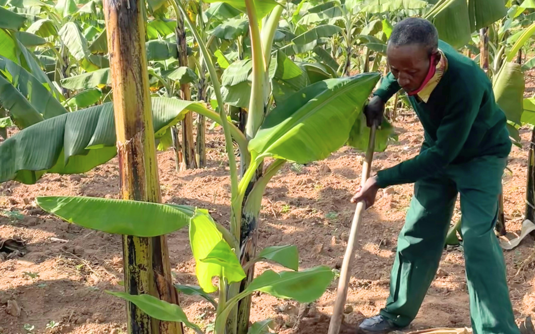 Mubire – Rwanda – voedselproject